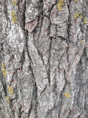 tree bark texture