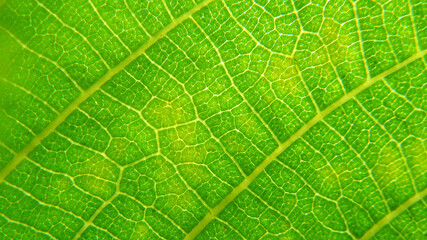 green leaf background. сlose up of leaf texture