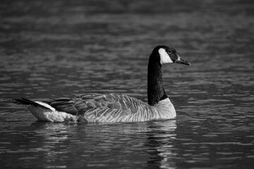 Canada Goose Swimming