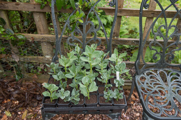Fototapeta na wymiar Black Plastic Tray of Freshly Watered Home Grown Organic Broad Bean Plants (Vicia faba) on an Allotment in a Vegetable Garden in Rural Devon, England, UK
