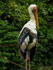 white stork in the nest