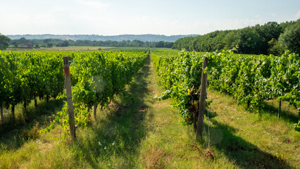 Fototapeta na wymiar Vineyards in Perugia Italy 