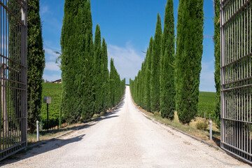 typical Tuscan driveway with cypresses
