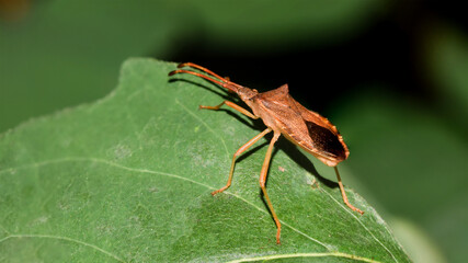 Braune Randwnze,  Gonocerus acuteangulatus, Randwanze, Hasel-Randwanze, Leder-Randwanze, Wanze, Insekt, Natur, Makro 