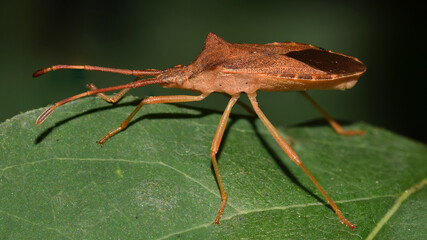 Braune Randwnze,  Gonocerus acuteangulatus, Randwanze, Hasel-Randwanze, Leder-Randwanze, Wanze, Insekt, Natur, Makro 