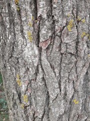 tree bark texture