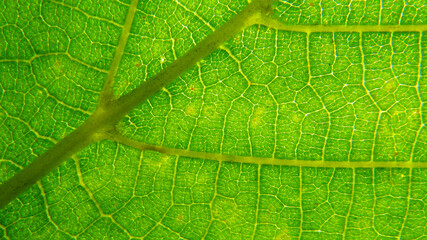 Green leaf macro photo.  Green leaf  background. Green leaf texture