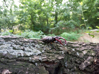 beetle on a tree