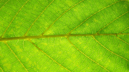 Naklejka na ściany i meble Green leaf macro photo. Green leaf background. Green leaf texture
