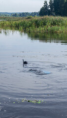 Scuba diver in a mask with a snorkel swims in the water in the lake