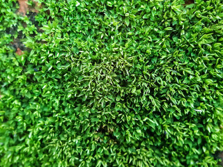 Green algae is born due to rain water coating. This is a picture of a park.