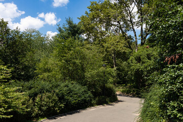 Obraz premium Empty Path with Green Trees and Plants at Central Park during Summer in New York City