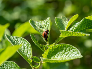 the larva of the Colorado potato beetle on a green potato leaf in summer on a Sunny day. Insect pests