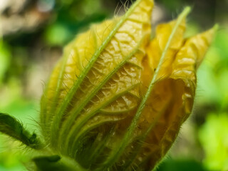 Yellow pumpkin flowers bloom on the pumpkin farmland and a green background in the back.
