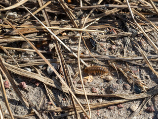 the caterpillar of the bear butterfly crawls on the stony ground