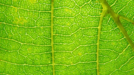 Green leaf macro photo.  Green leaf  background. Green leaf texture