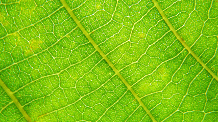 Green leaf macro photo.  Green leaf  background. Green leaf texture