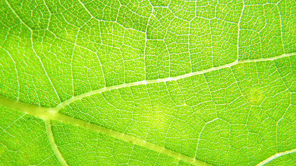 Green leaf macro photo.  Green leaf  background. Green leaf texture