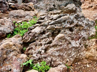 The surface of a rock at plateau in Japan.