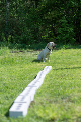 White Labrador Retriever waiting for command to search for hidden object