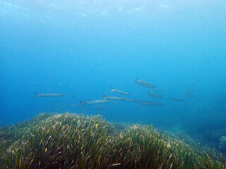 Banc de barracudas