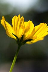 small yellow flower, close up, macro shot