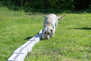 White Labrador Retriever searches for hidden object