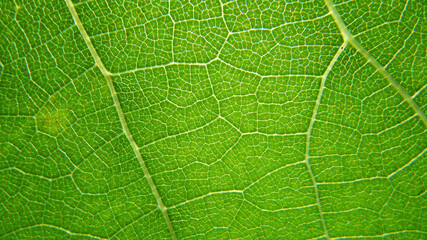 green leaf background. close up of leaf texture