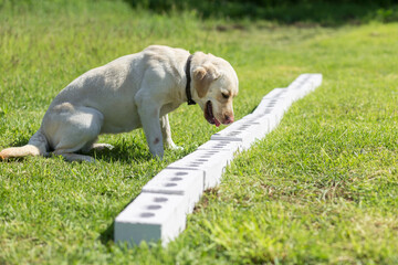 White Labrador Retriever searches for hidden object