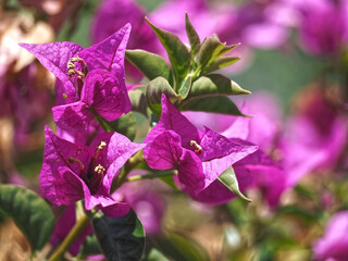 Macro of pink isolated oleanders