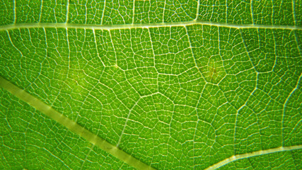 green leaf background. сlose up of leaf texture