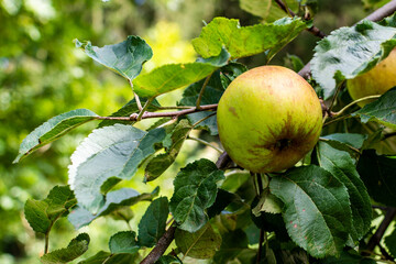 Close-up of an Apple on the branch of a tree in the garden. Healthy, fresh organic natural food. Sweet, delicious, ripe vegetarian diet. Green freshness. Bright agriculture background.