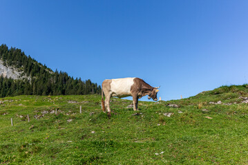 Cow with horns grazing in a meadow in the steep hills of the Appenzell canton in Switzerland