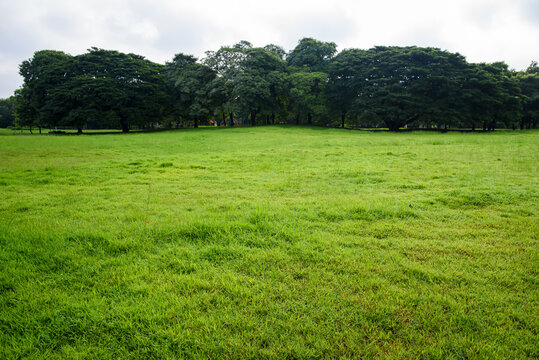 Beautiful landscape in park with green grass field