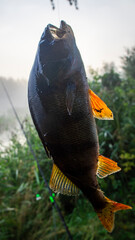 Large caught river fish perch hanging on a fishing line