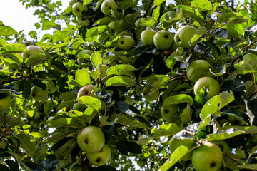 Apples hanging on branches of a tree in the garden. Healthy, fresh organic natural food. Sweet, delicious, ripe vegetarian diet. Green freshness. Bright agriculture background.