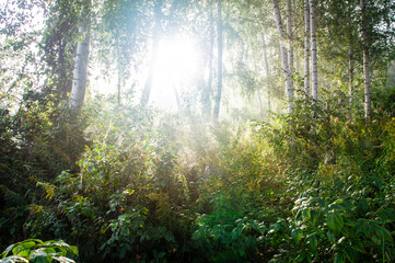 Fototapeta na wymiar Morning sunrise in the green forest