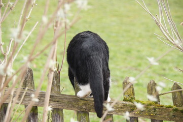 SONY DSC