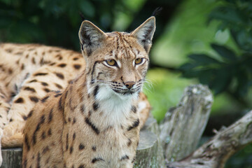 Naklejka na ściany i meble Portrait eines Eurasischer Luchs