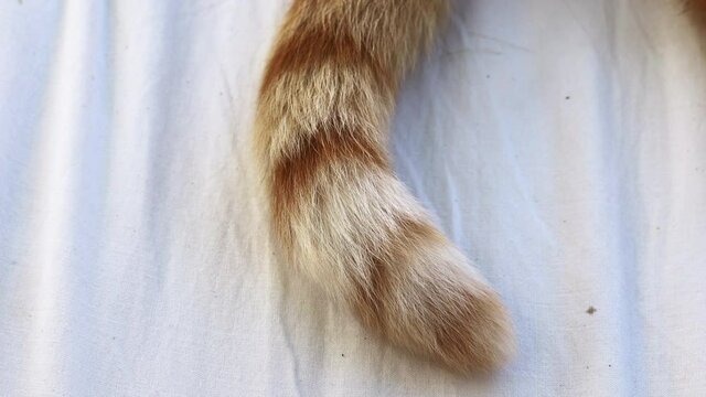 The red and orange striped tip of the tail of a cute country cat wiggling on a white sheet. Relaxing mood.