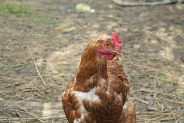 Portrait of a red chicken on the grass