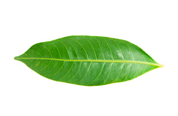 Fototapeta na wymiar Small green leaves isolated on white background