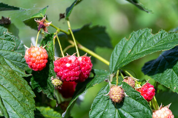 Wild Raspberries on a branch on a sunny day in a garden. close up macro