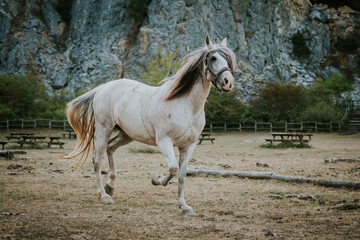 Obraz na płótnie Canvas Horse Natural, caballos en naturaleza