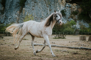 Obraz na płótnie Canvas Caballo Blanco, white horse