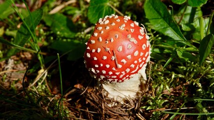 Fliegenpilz in der Natur, Nahaufnahme