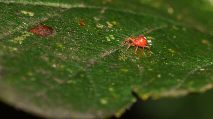 Rote Spinnmilbe, Spinnmilbe, Spinne, Milbe, Panonychus ulmi, Insekt, Tier, Natur, Makro