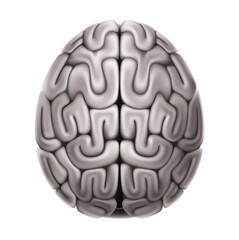 Vector human brain anatomy structure 3d icon