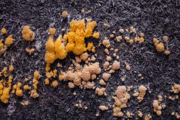 Closeup of Mold. Yellow Mold Growing on background. Microbiology life