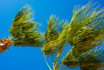 
sea ​​breeze develops green tops of palm trees against a background of blue sea and blue sky, sea and blue sky